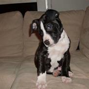 Amerikansk staffordshire terrier Pablo R.I.P ))::