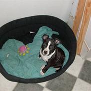 Amerikansk staffordshire terrier Pablo R.I.P ))::