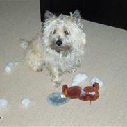Cairn terrier Sleepy