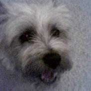 Cairn terrier Sleepy