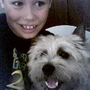 Cairn terrier Sleepy