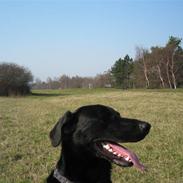 Blanding af racer Joey