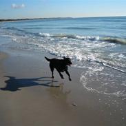 Blanding af racer Joey