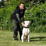 Amerikansk bulldog Kettner`s Elliot