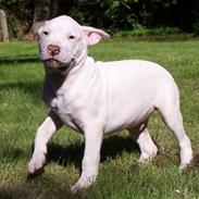 Amerikansk bulldog Kettner`s Elliot