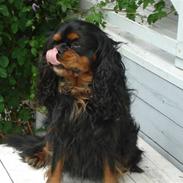 Cavalier king charles spaniel Walther