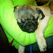 Mops Otte