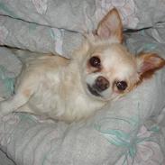 Chihuahua Ronja