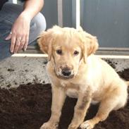 Golden retriever Missy