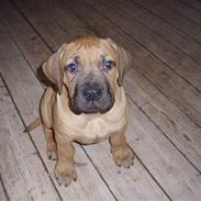 Boerboel Thor 