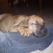 Boerboel Thor 