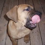 Boerboel Thor 