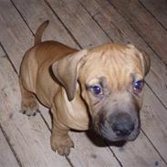 Boerboel Thor 