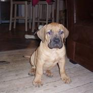 Boerboel Thor 