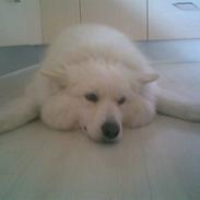 Samojedhund Line <3