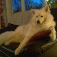 Samojedhund Line <3