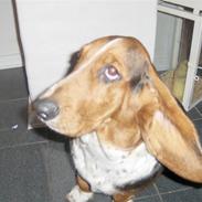Basset hound tulle