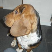 Basset hound tulle