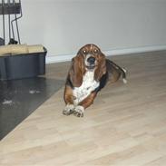 Basset hound tulle