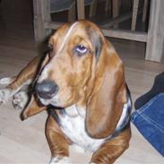 Basset hound tulle