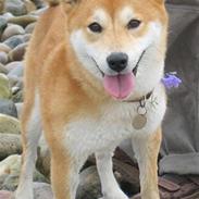 Shiba Kika