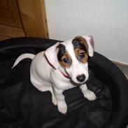Jack russell terrier <3 sally <3