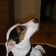 Jack russell terrier <3 sally <3