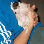 Jack russell terrier <3 sally <3