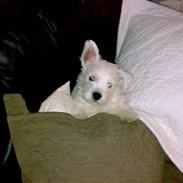 West highland white terrier anton