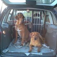 Broholmer Sarus    Sille