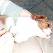 Cavalier king charles spaniel tuasiwa´s henry ford 
