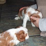 Cavalier king charles spaniel tuasiwa´s henry ford 