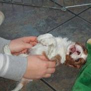 Cavalier king charles spaniel tuasiwa´s henry ford 