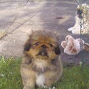 Pekingeser freya