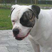 Amerikansk bulldog Cody