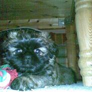 Shih tzu Targa