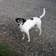 Dansk svensk gaardhund Pelle<3