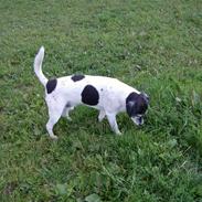 Dansk svensk gaardhund Pelle<3