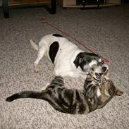 Dansk svensk gaardhund Pelle<3