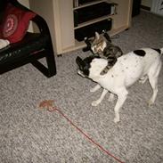 Dansk svensk gaardhund Pelle<3