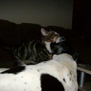 Dansk svensk gaardhund Pelle<3