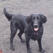 Flat coated retriever fiona<3=)