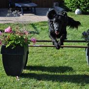 Flat coated retriever fiona<3=)