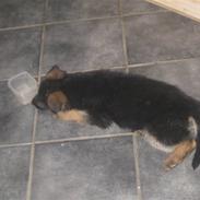 Schæferhund koldbakkens simba