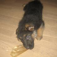 Schæferhund koldbakkens simba