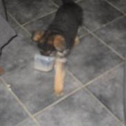 Schæferhund koldbakkens simba