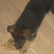 Schæferhund koldbakkens simba