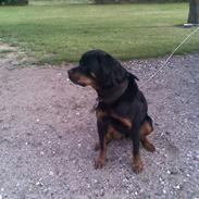 Rottweiler amadeos" buster "