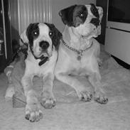 Amerikansk bulldog simba (R.I.P.)