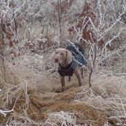 Weimaraner Shewa